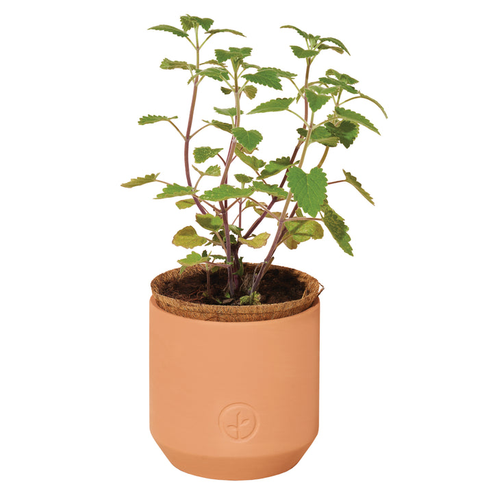 Terracotta Grow Kit