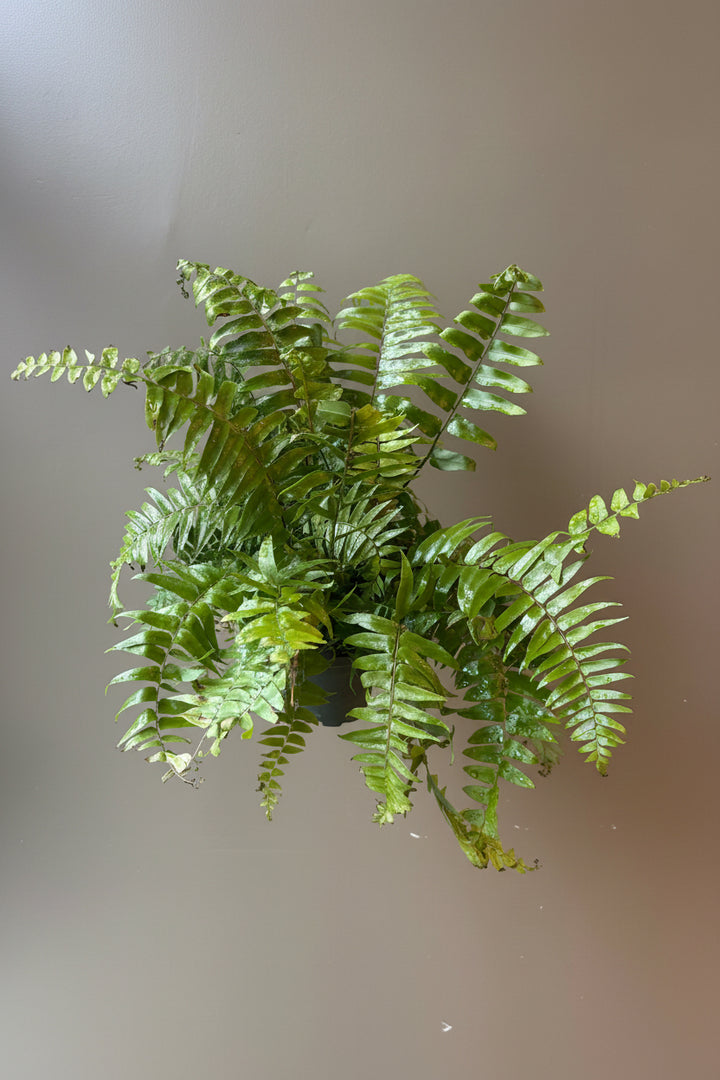 Macho Fern