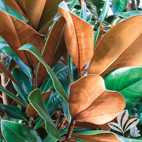 Bracken's Brown Beauty Magnolia