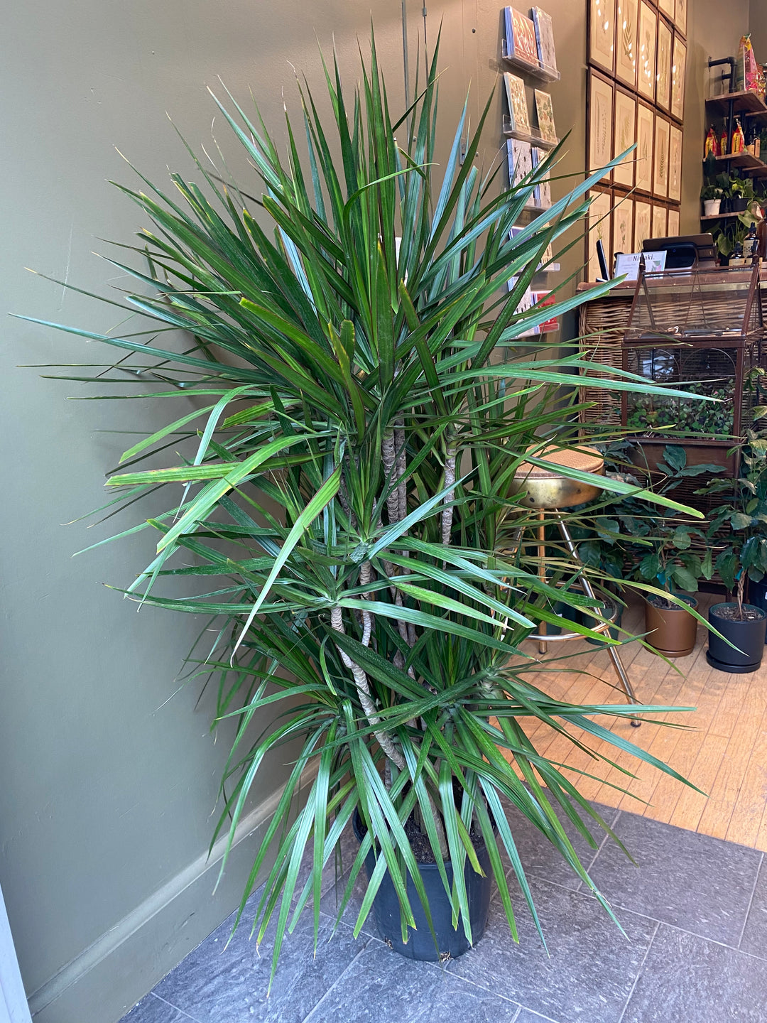 Dracaena Marginata