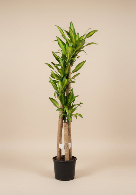 Dracaena Mass Cane