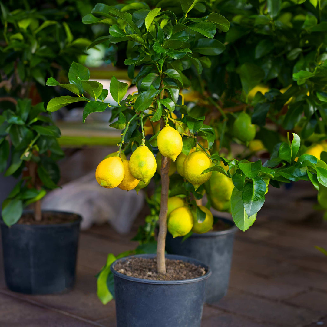 Improved Meyer Lemon Bush