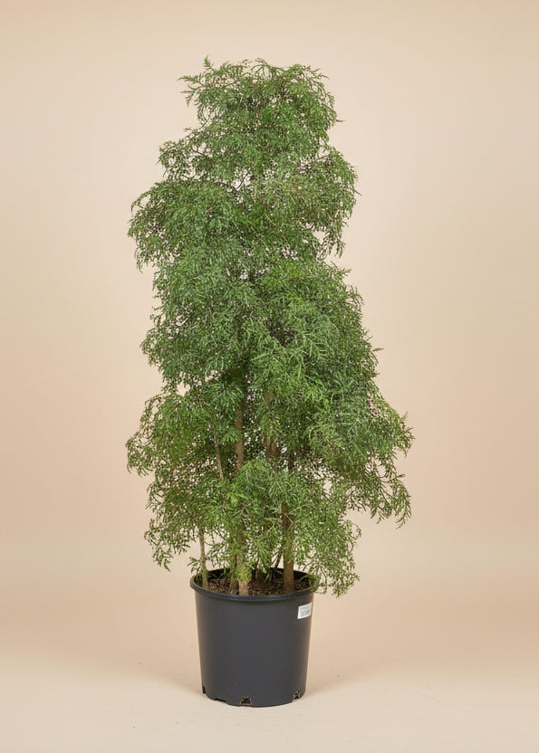 Ming Aralia