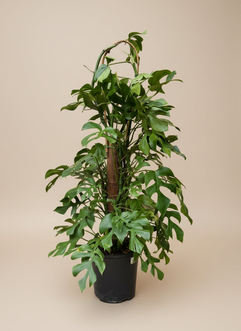 buy mini monstera Mini Monstera – The Old Yew Plant Shop