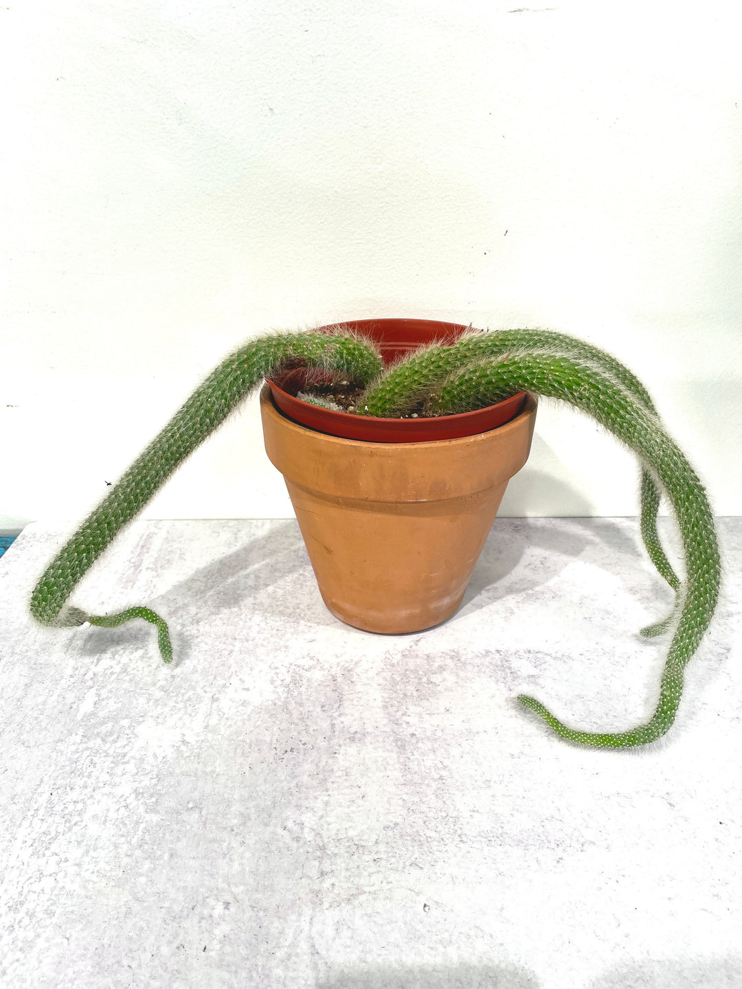 Monkey Tail Cactus