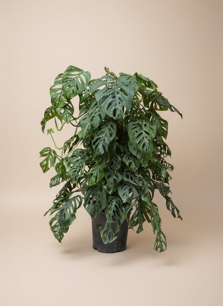large monstera adansonii for sale Monstera Adansonii