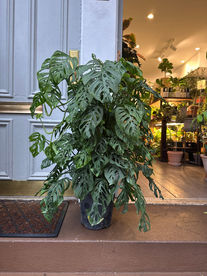 Monstera Adansonii