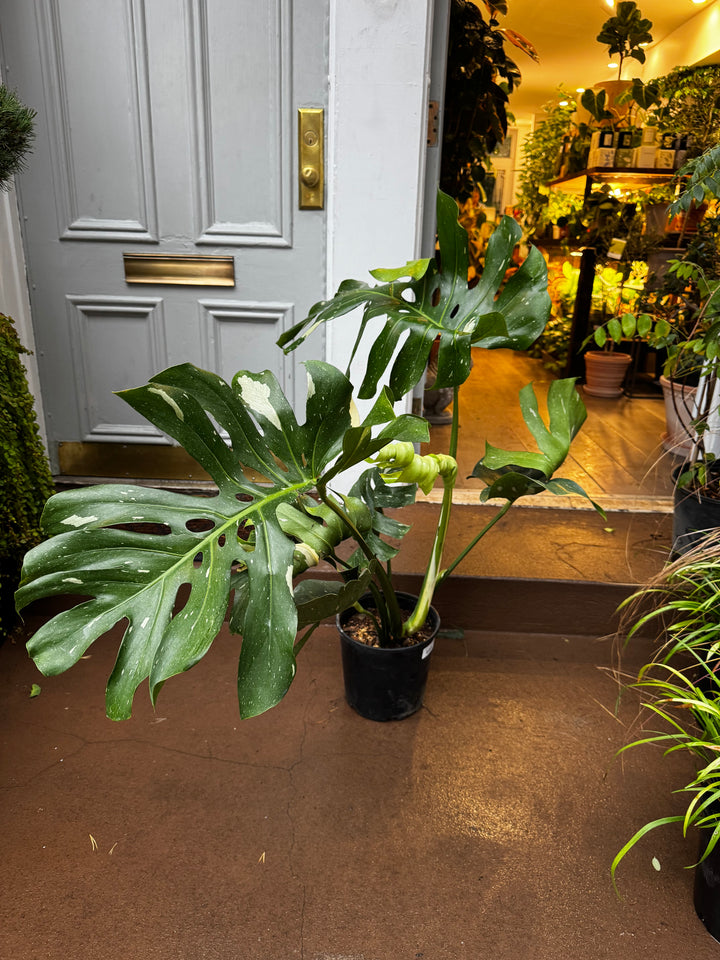 Monstera Thai Constellation