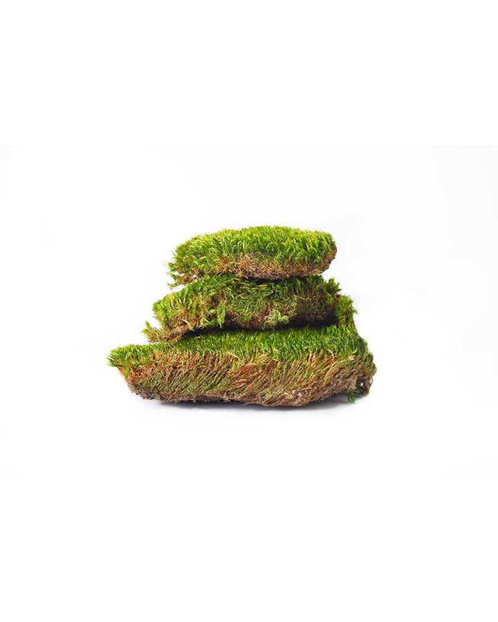 Preserved Mood Moss