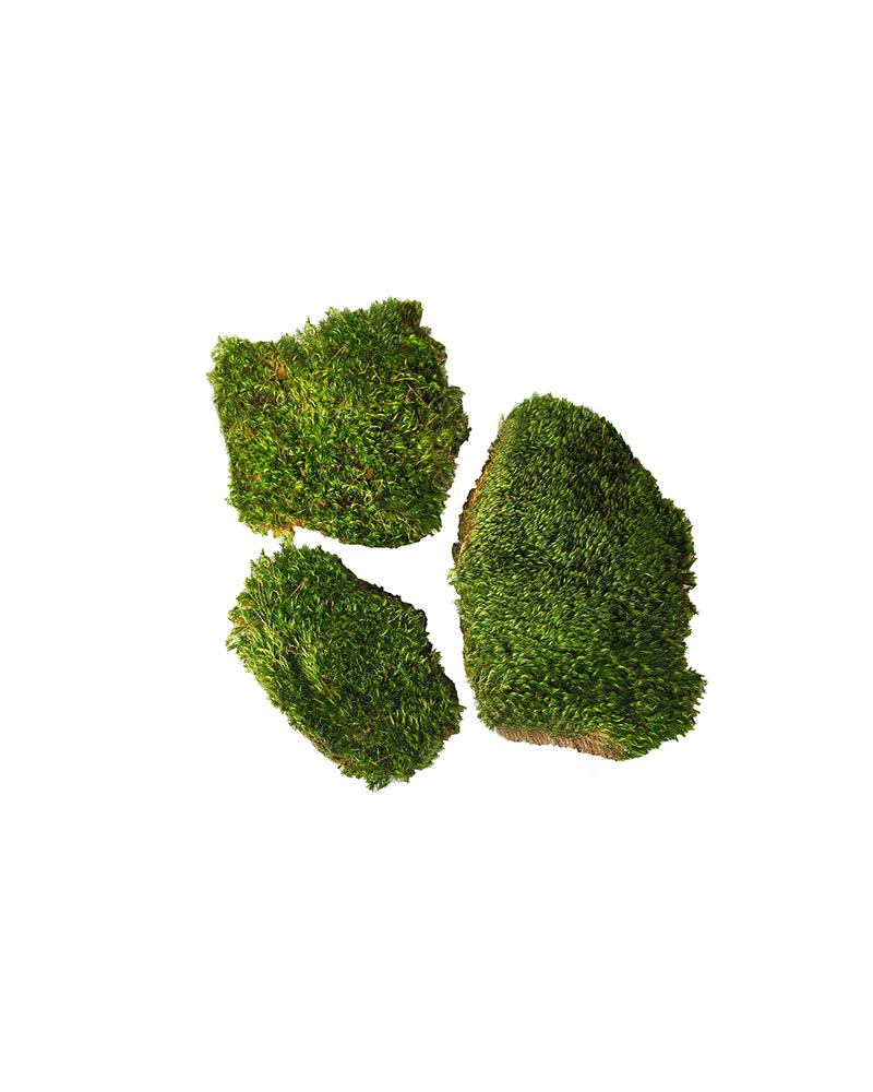 Preserved Mood Moss