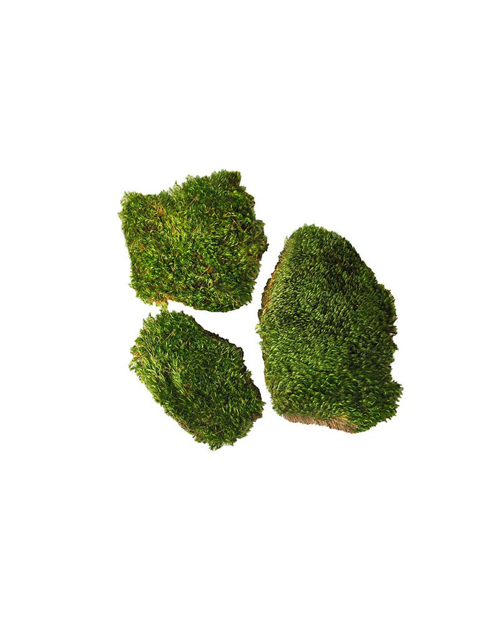 Preserved Mood Moss