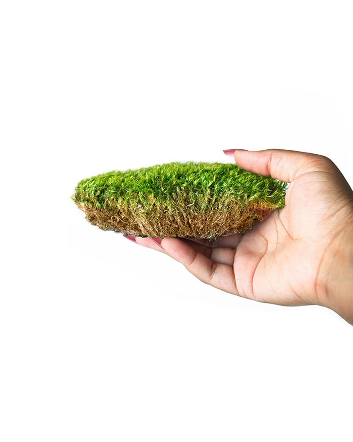 Preserved Mood Moss