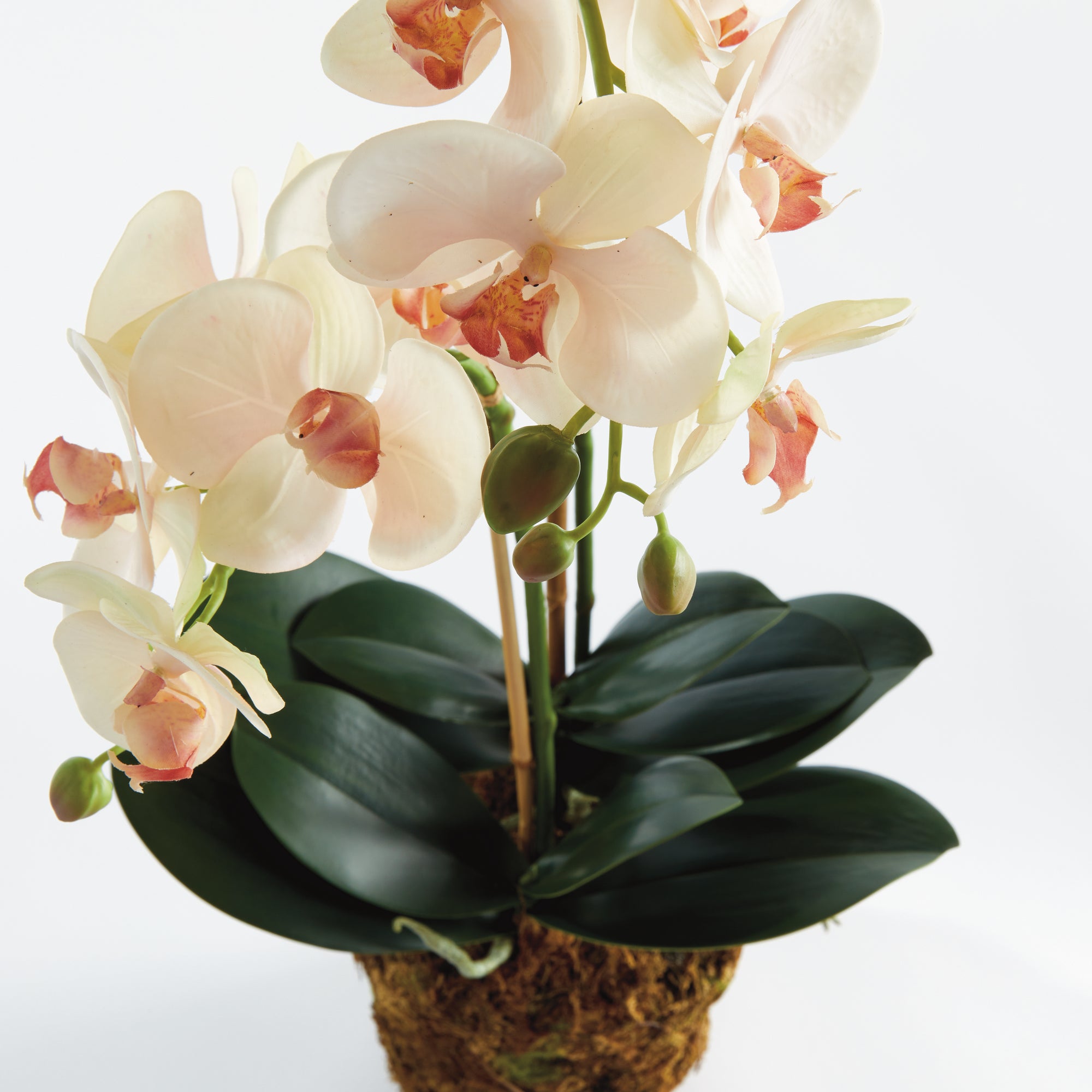 The Old Yew Plant Shop Faux Orchid - Thumbnail 4