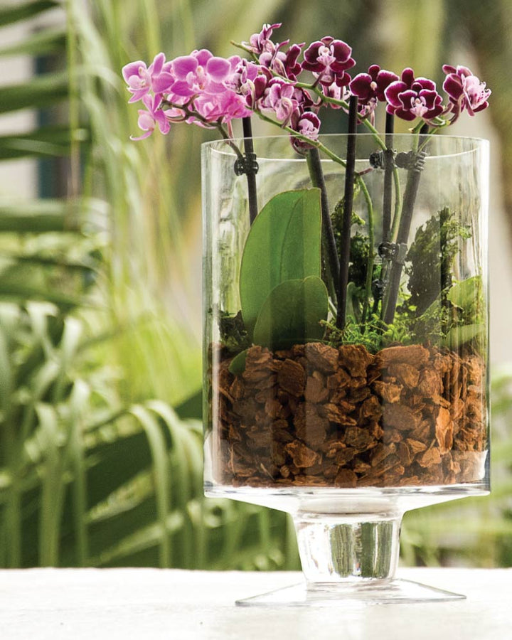 Orchid Bark