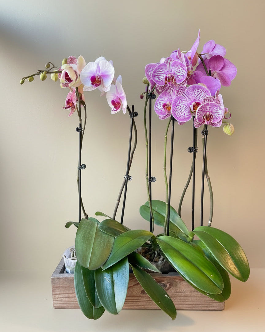 Blooming Orchid - Thumbnail 3