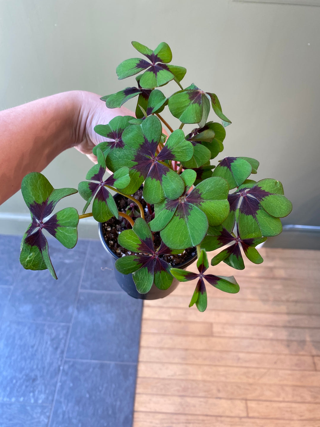 Oxalis "Iron Cross"