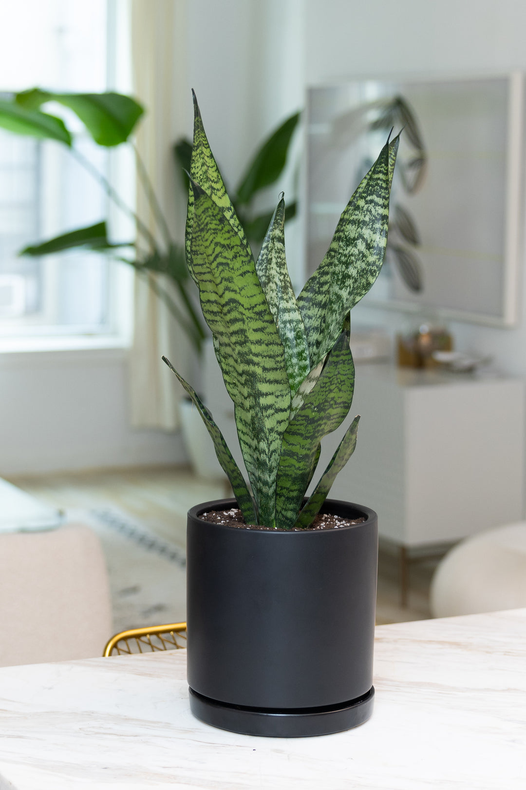 Snake Plant