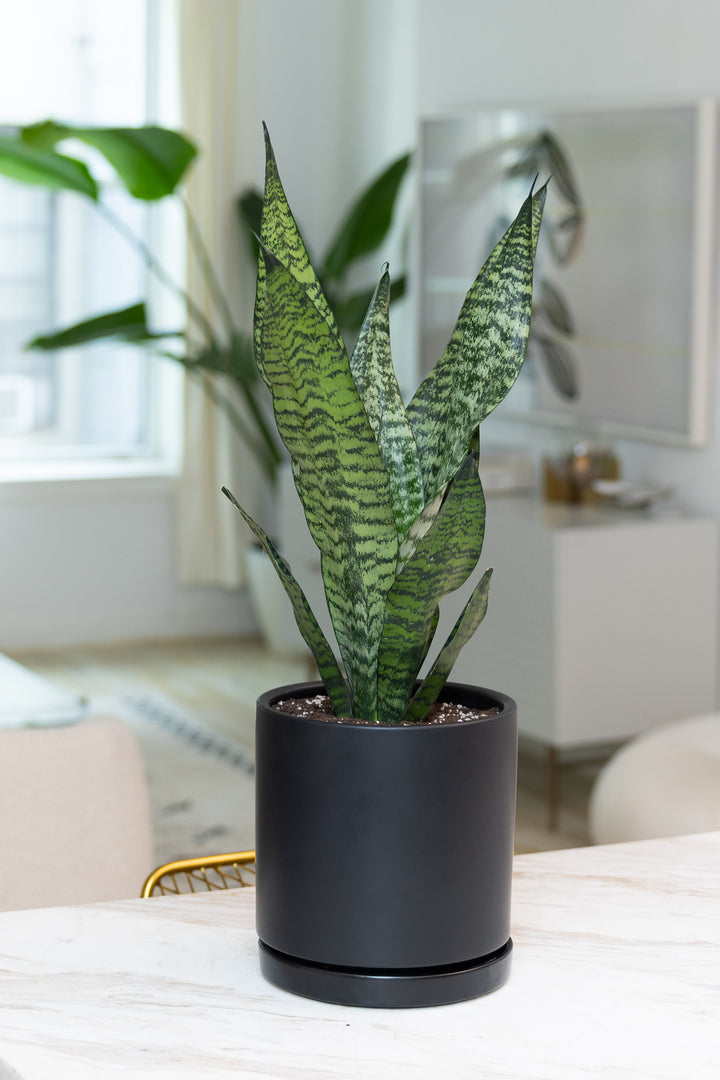Snake Plant
