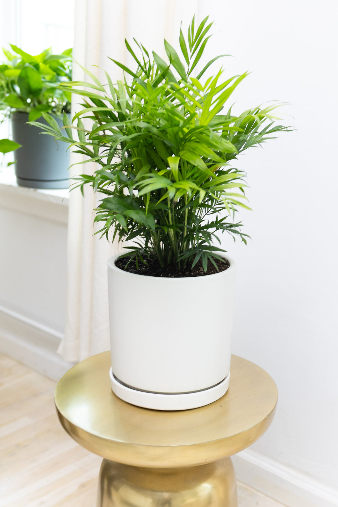 Parlor Palm