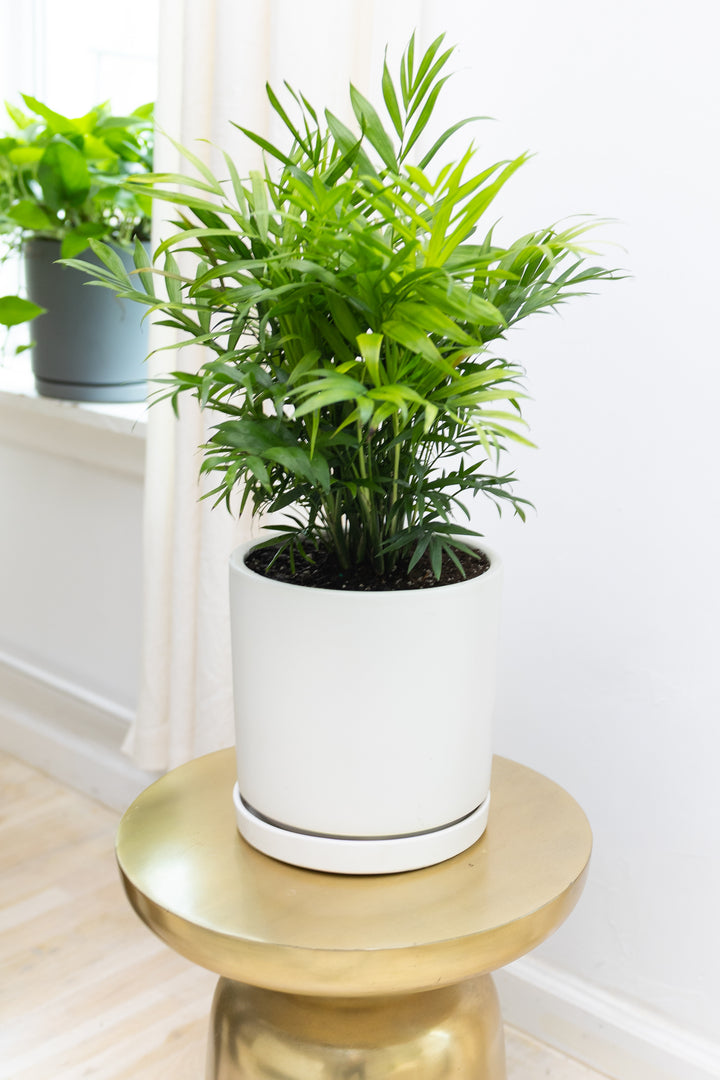 Parlor Palm