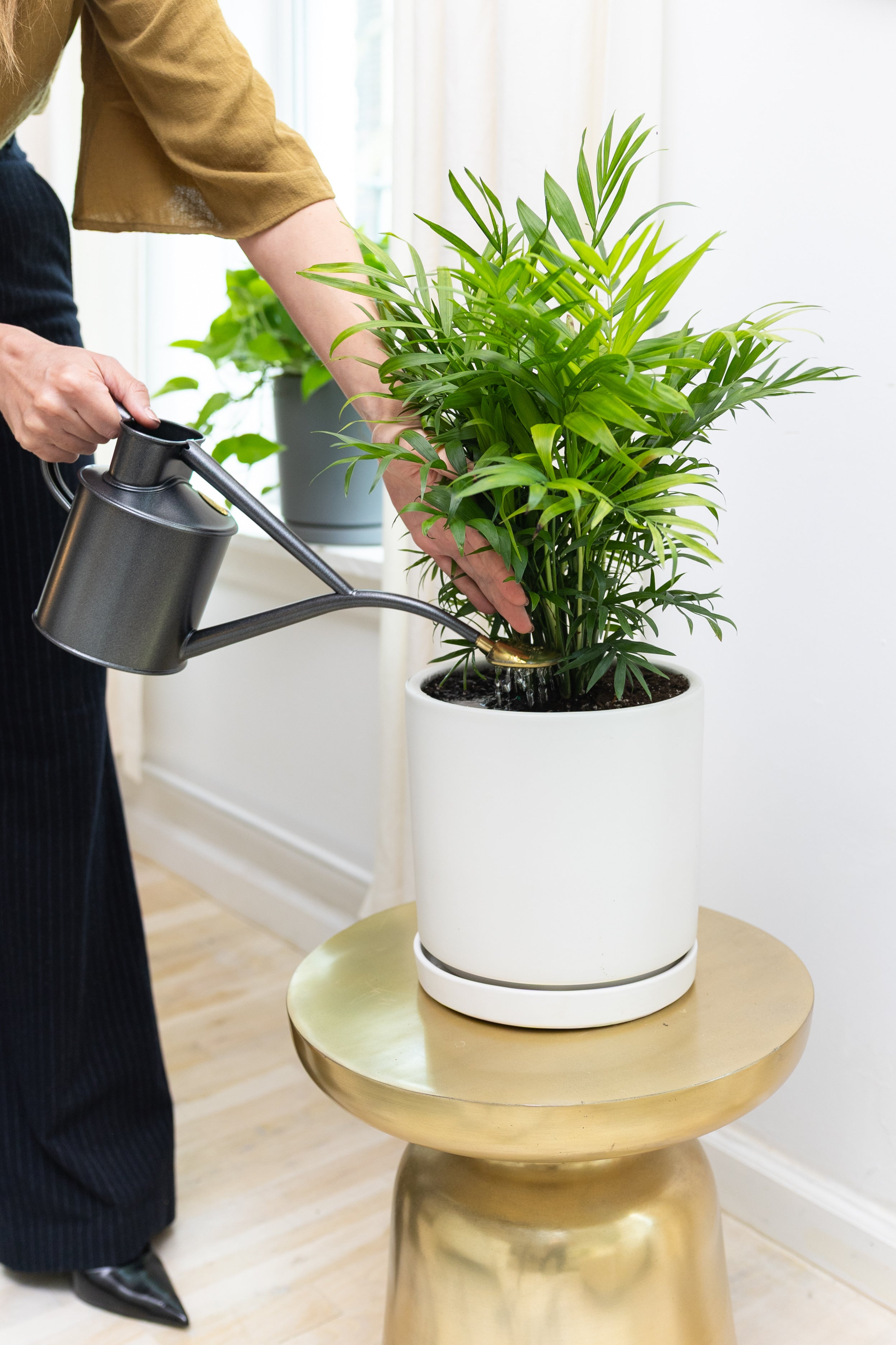 Parlor Palm - Thumbnail 5