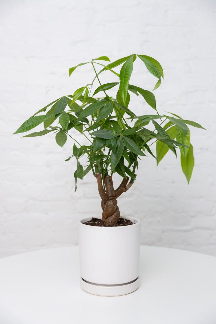 Money Tree