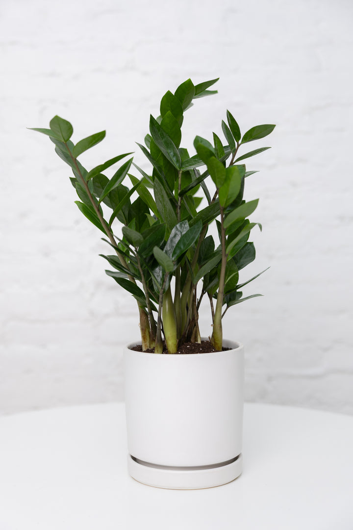 ZZ Plant