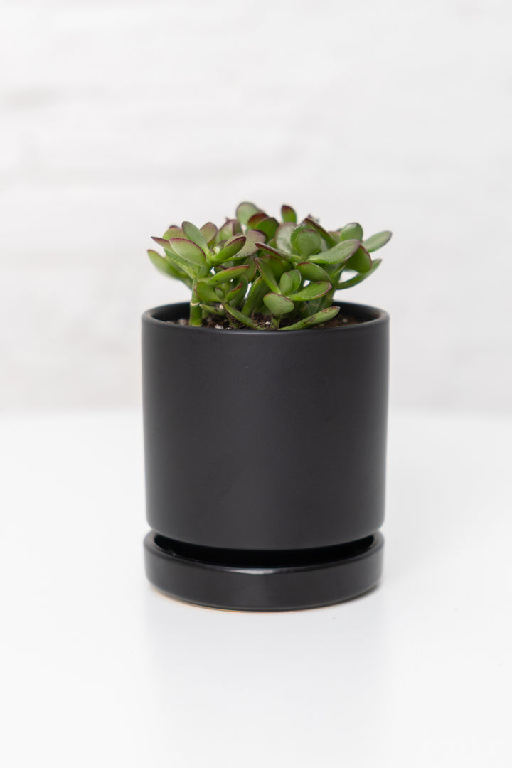 Jade Plant