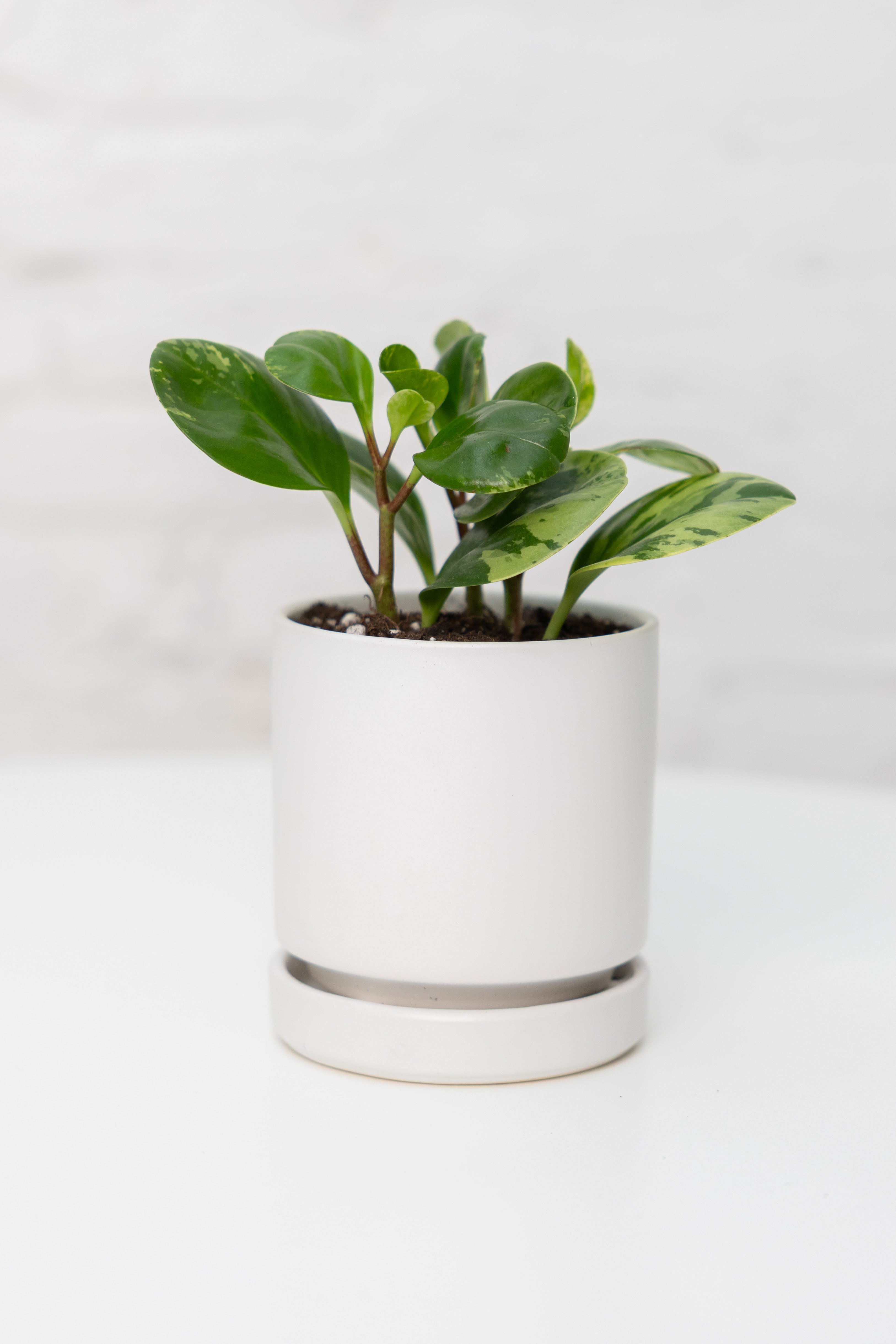 Peperomia Assortment - Thumbnail 2