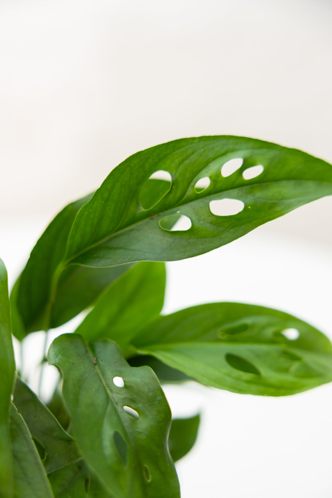 monstera adansonii narrow leaf Monstera Adansonii – The Old Yew Plant Shop