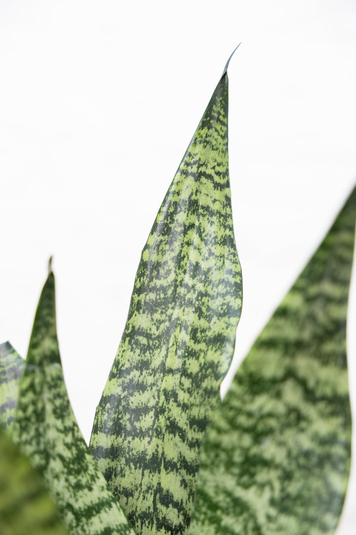 Snake Plant