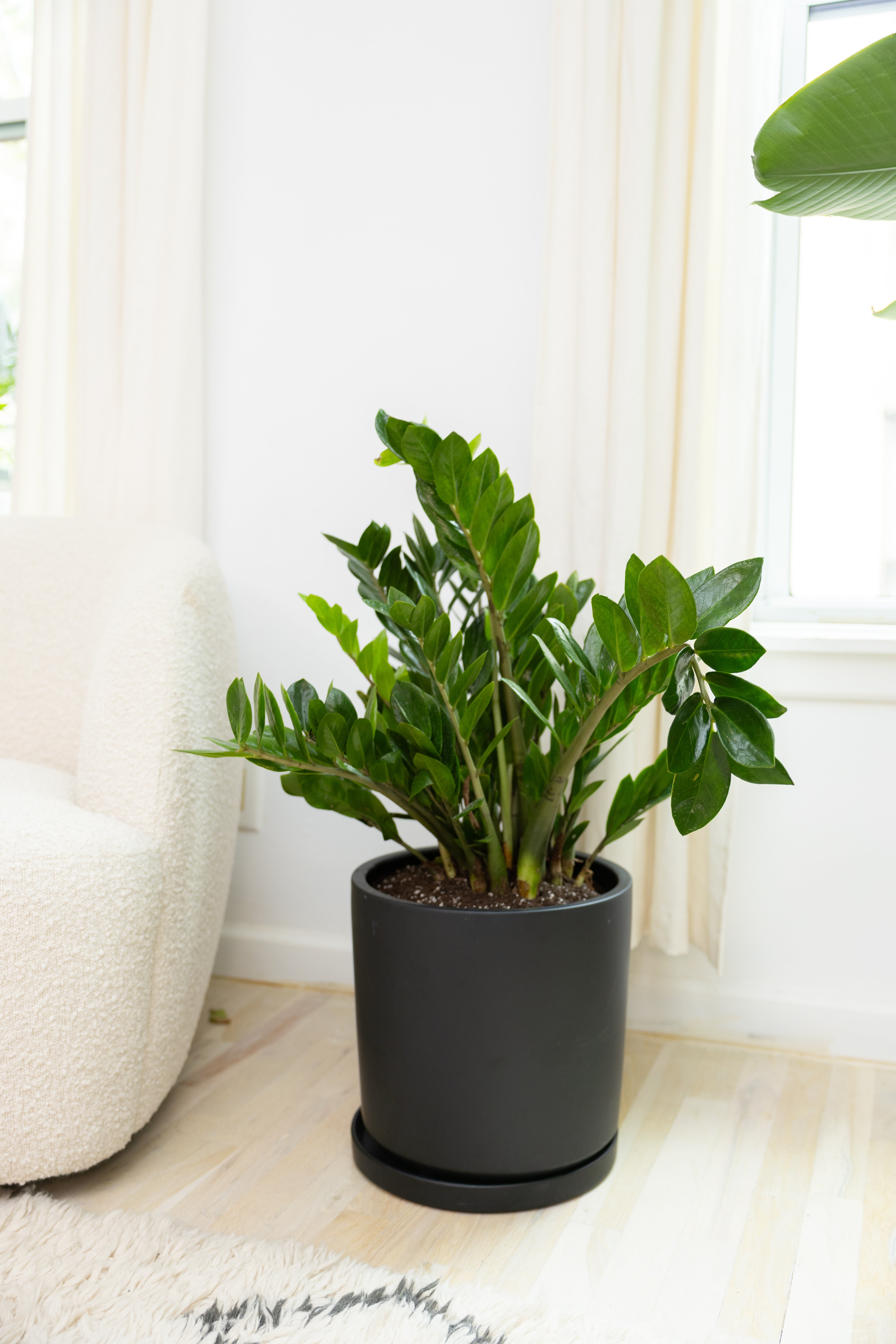 ZZ Plant – The Old Yew Plant Shop