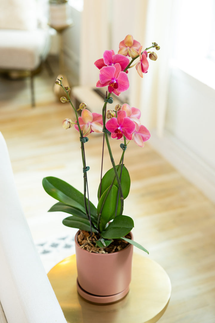 Blooming Orchid