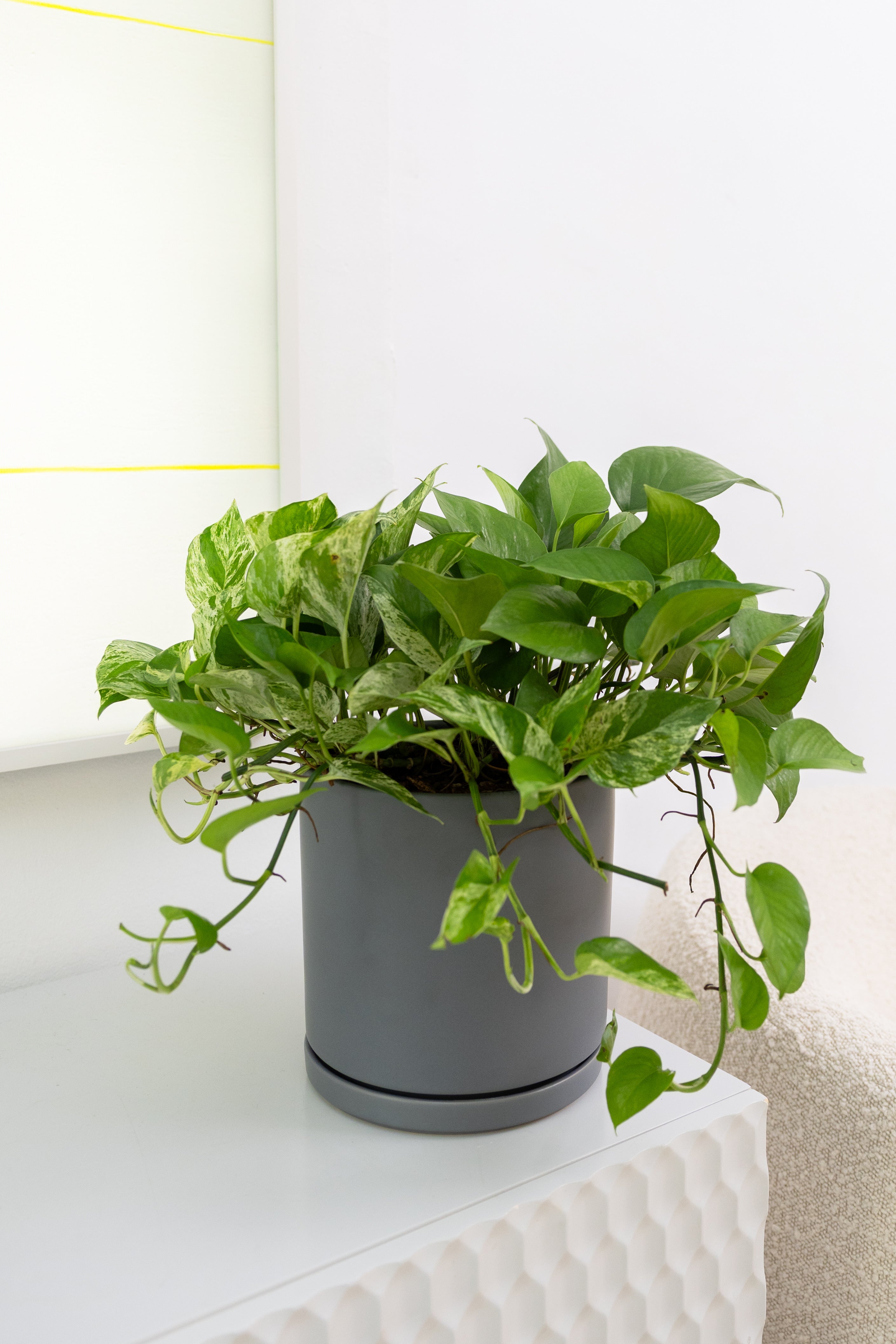 Marble Queen Pothos - Thumbnail 4