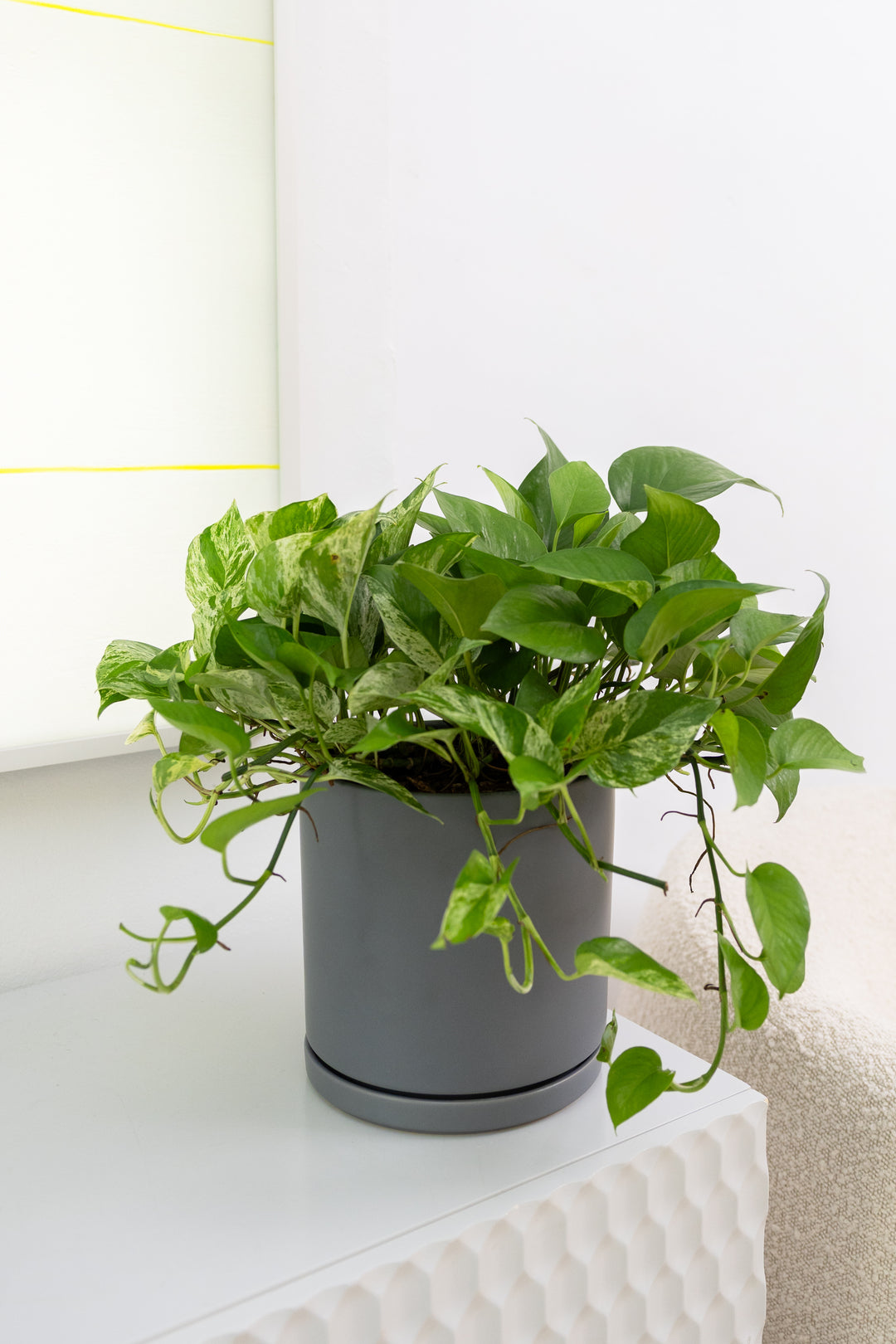 Marble Queen Pothos