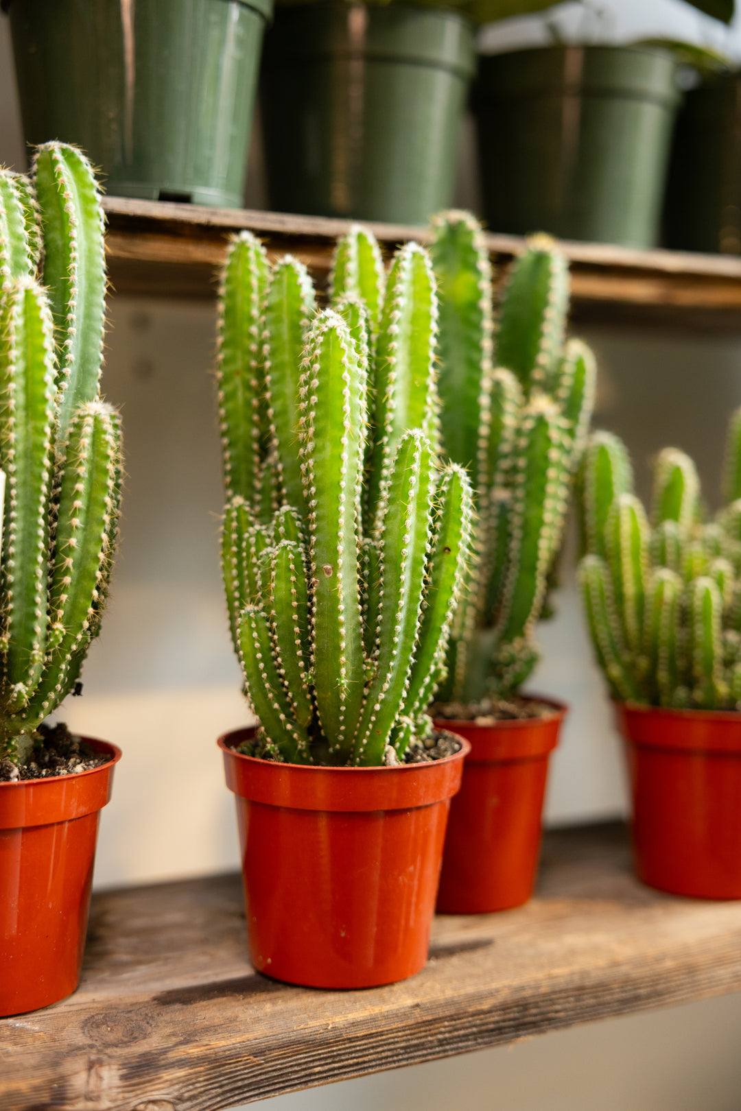 Fairy Castle Cactus