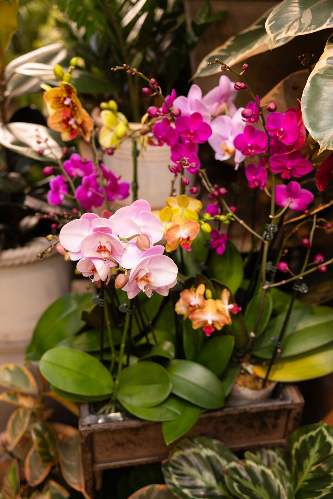 Blooming Orchid