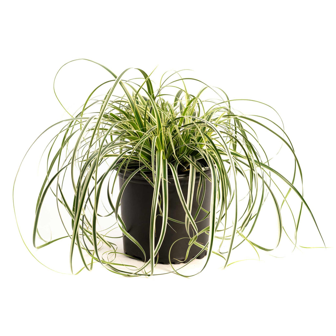 Carex Feather Falls™