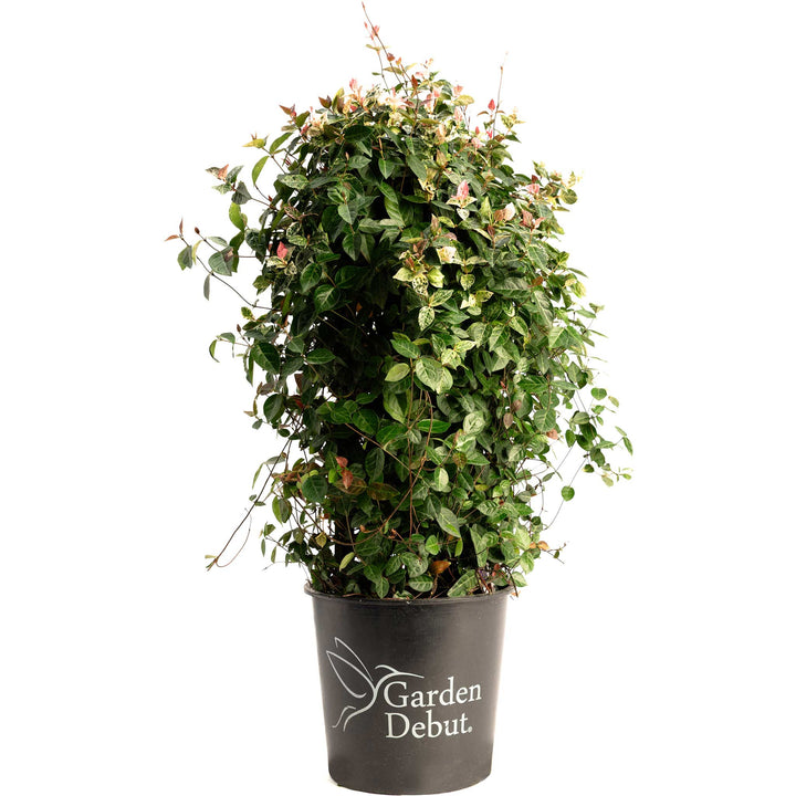Snow-N-Summer™ Asiatic Jasmine