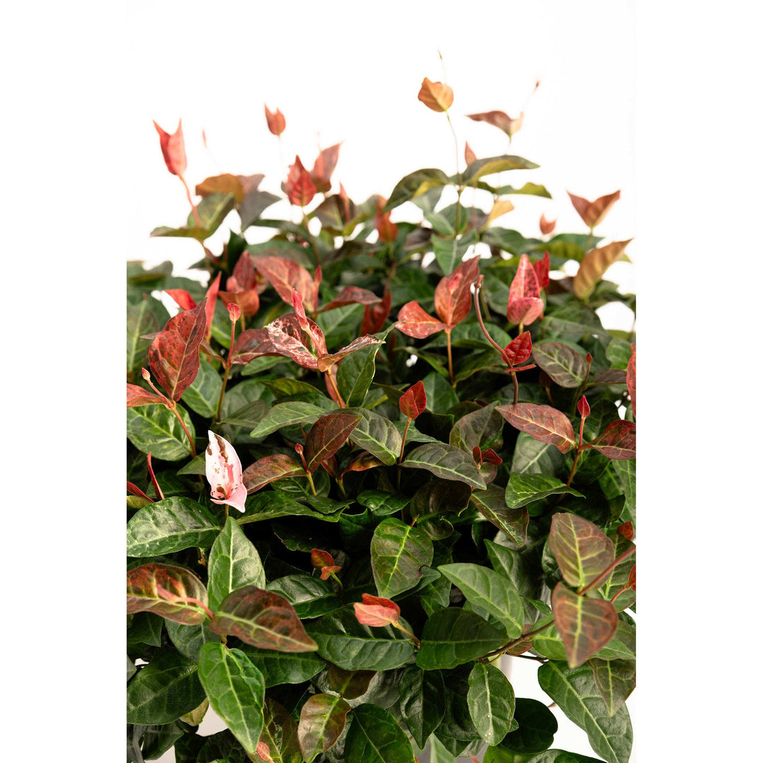 Snow-N-Summer™ Asiatic Jasmine