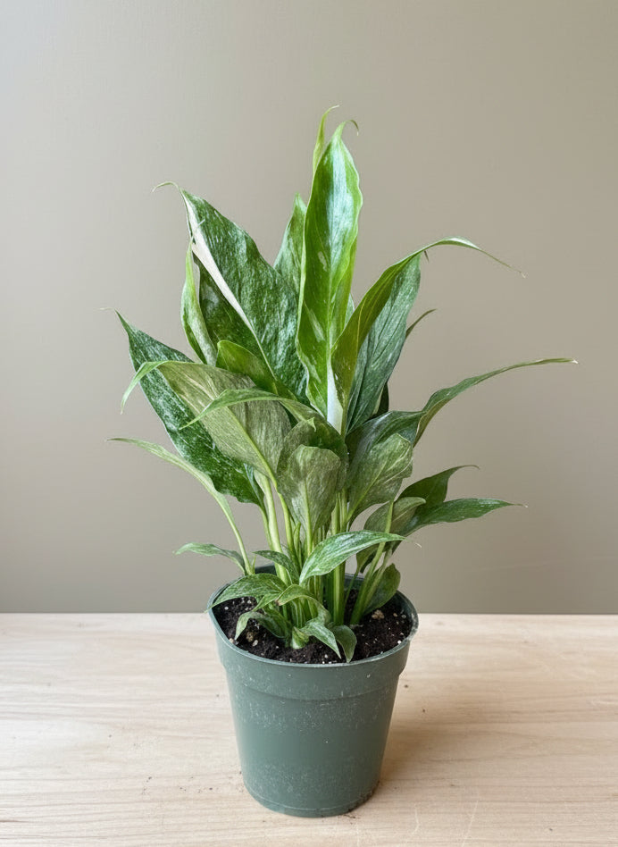 Peace Lily 'Domino' - Thumbnail 2