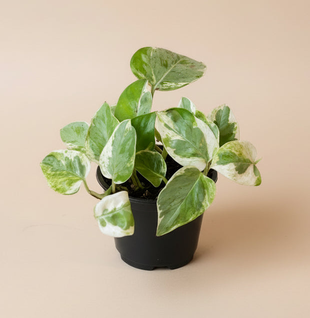 Pothos Pearls and Jade