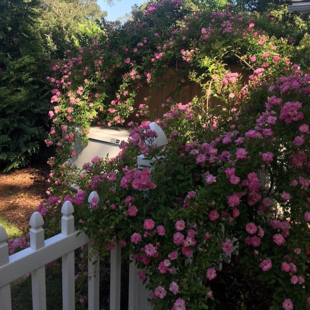 Peggy Martin Climbing Rose