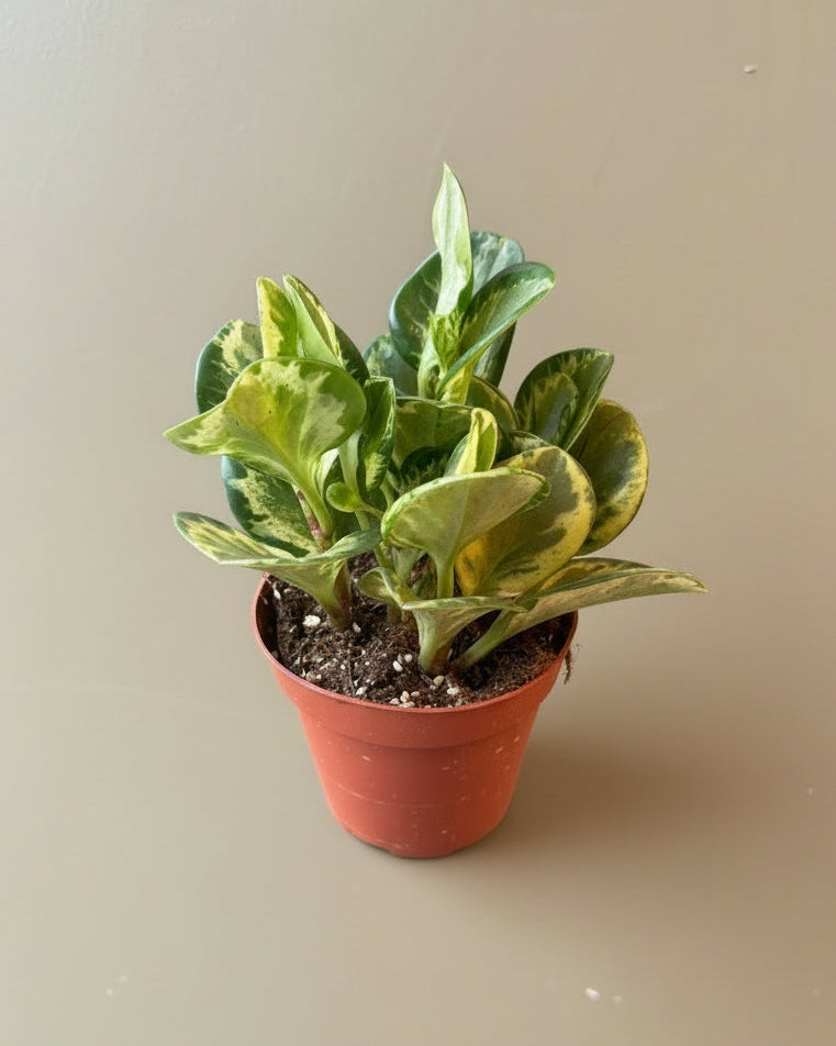 Peperomia - Thumbnail 3