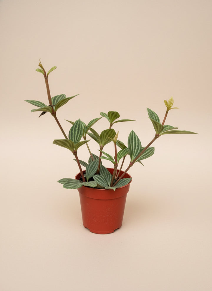 Peperomia