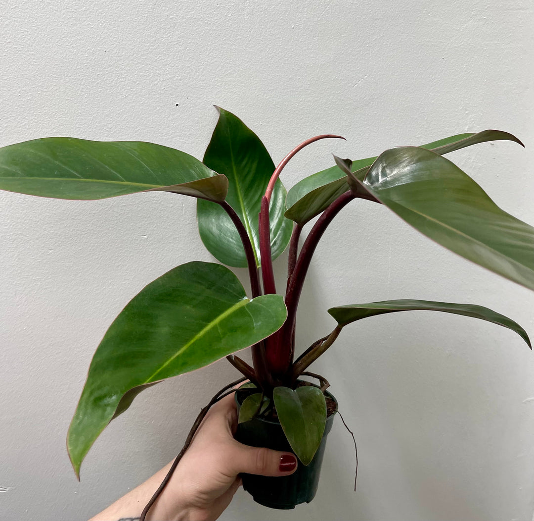 Philodendron 'Rojo Congo'