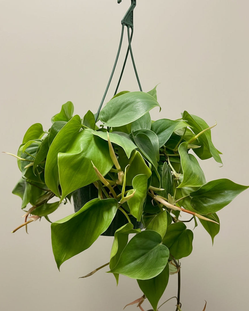 Philodendron Cordatum - Thumbnail 2