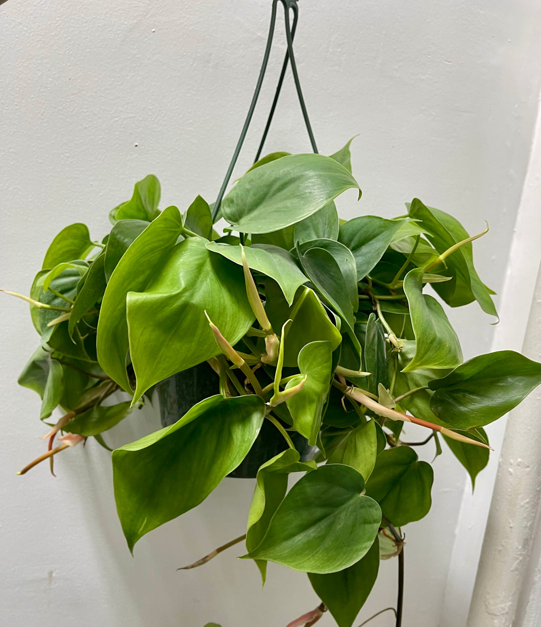 Philodendron Cordatum