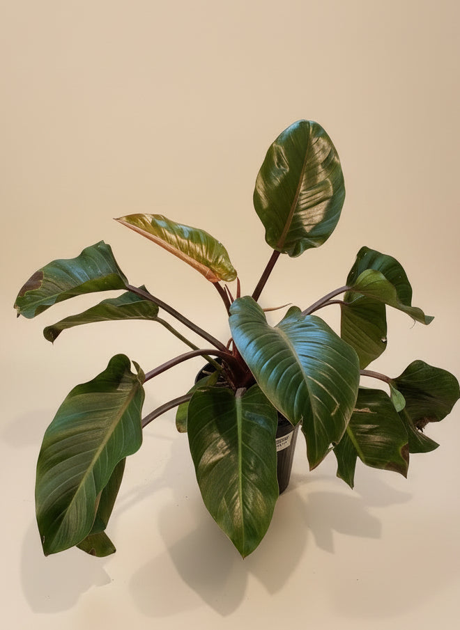 The Old Yew Plant Shop Philodendron Rojo Congo