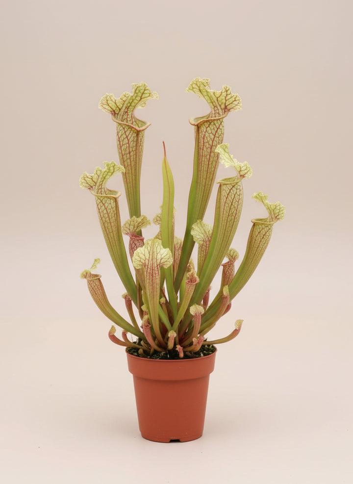 Pitcher Plant